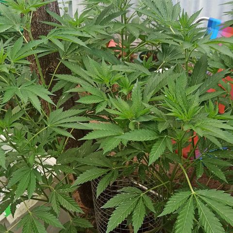 GMO #1 growlog timeline photo