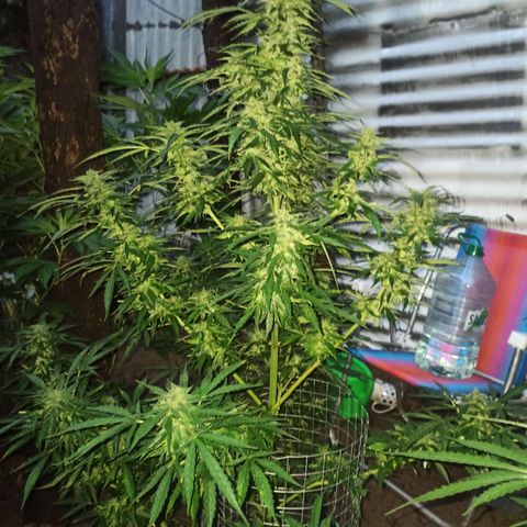Power  #1 growlog timeline photo