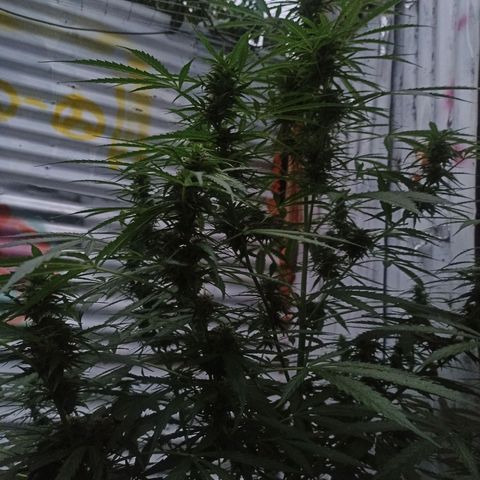 Power  #2 growlog timeline photo