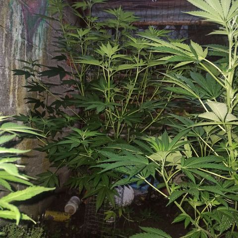24 K growlog timeline photo