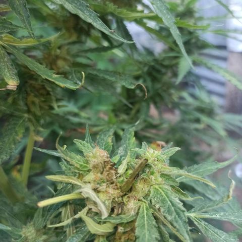 Power  #1 growlog photo: Quita de brote de botritys
