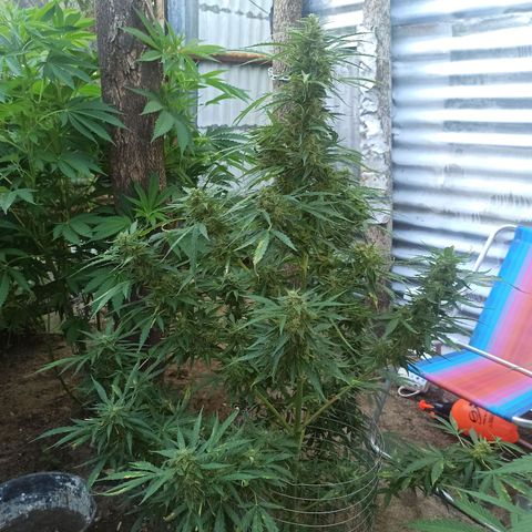 Power  #1 growlog timeline photo