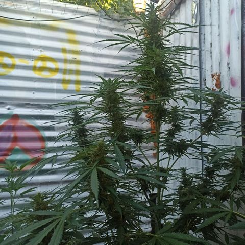 Power  #2 growlog timeline photo