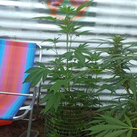Gelato growlog timeline photo