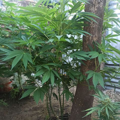 GMO #1 growlog timeline photo
