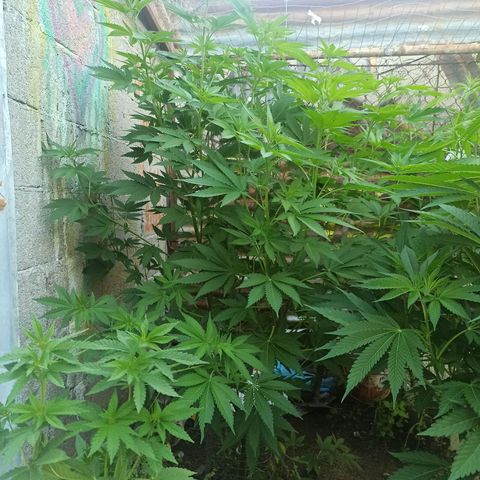 24 K growlog timeline photo