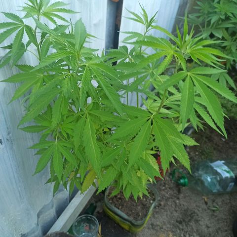 Larry growlog timeline photo