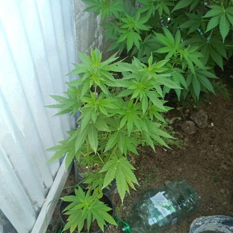 Northern growlog timeline photo