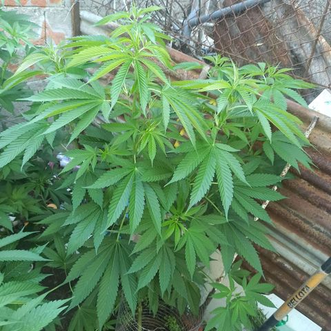 GMO #2 growlog timeline photo