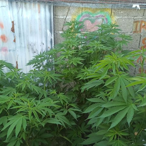 GMO #2 growlog timeline photo