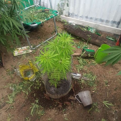 Larry growlog timeline photo