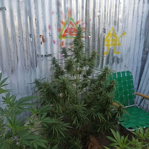 Power  #2 growlog timeline photo