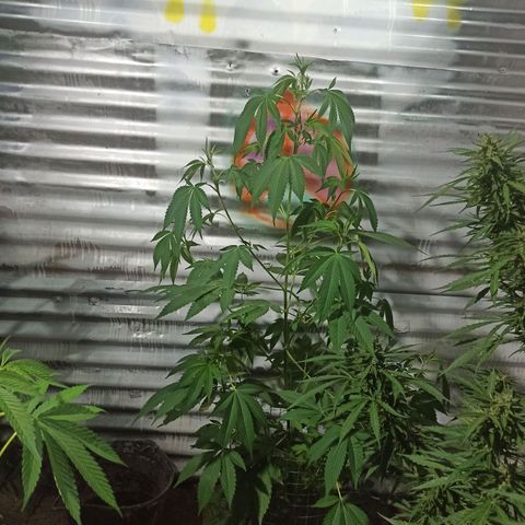 Gelato growlog timeline photo