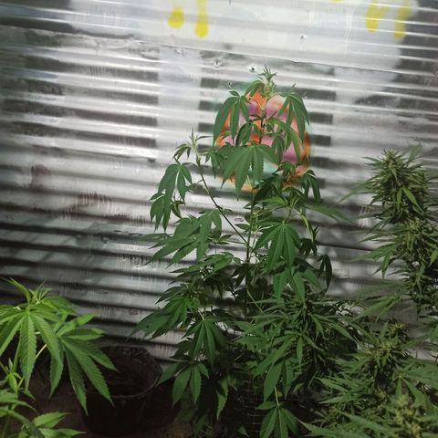 Gelato growlog timeline photo