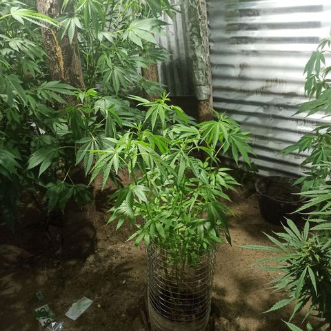 Larry growlog timeline photo