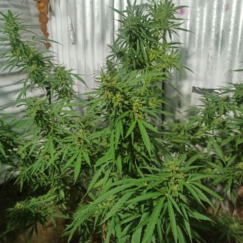 Power  #2 growlog timeline photo