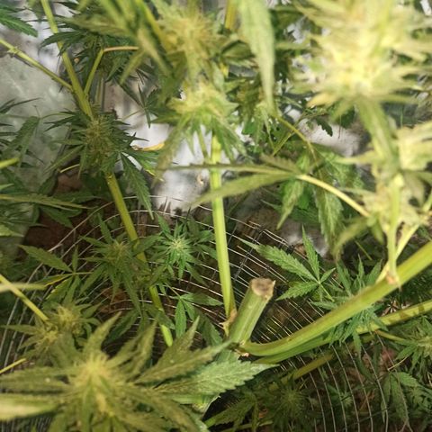 Power  #2 growlog timeline photo
