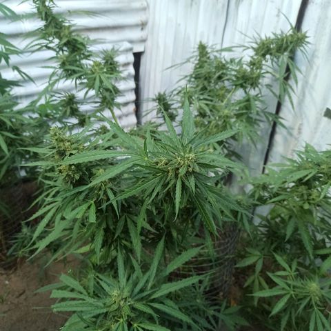 Power  #2 growlog timeline photo