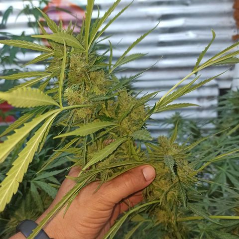 Power  #2 growlog timeline photo
