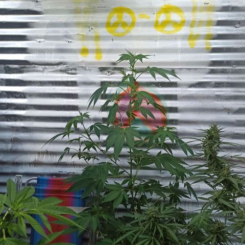 Gelato growlog timeline photo