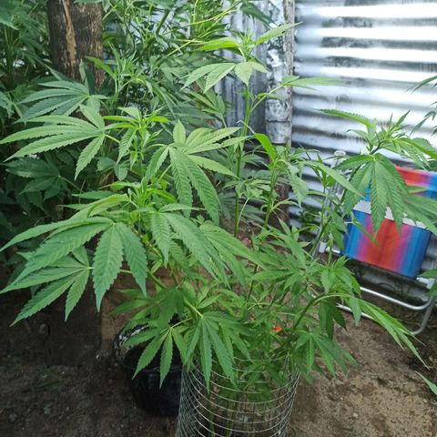 Larry growlog timeline photo
