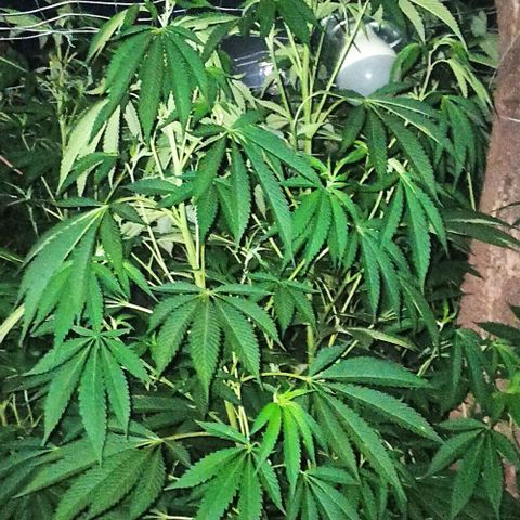 GMO #1 growlog timeline photo