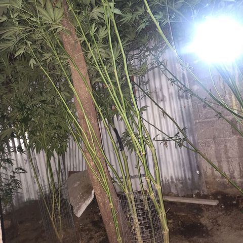 GMO #1 growlog timeline photo