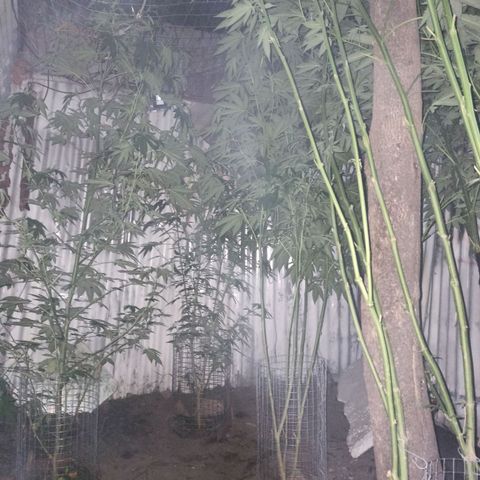 GMO #2 growlog timeline photo