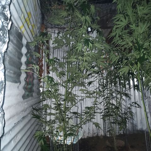 Gelato growlog timeline photo