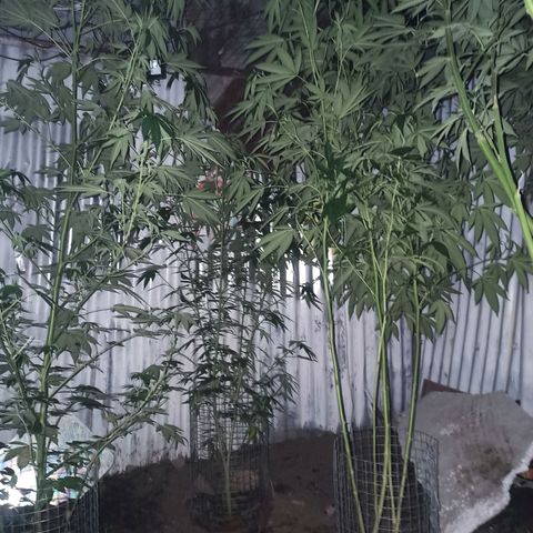 Northern growlog timeline photo