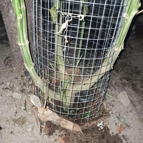 GMO #1 growlog timeline photo