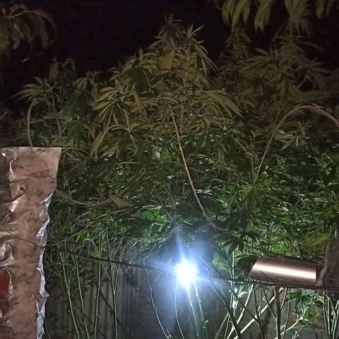 GMO #2 growlog timeline photo