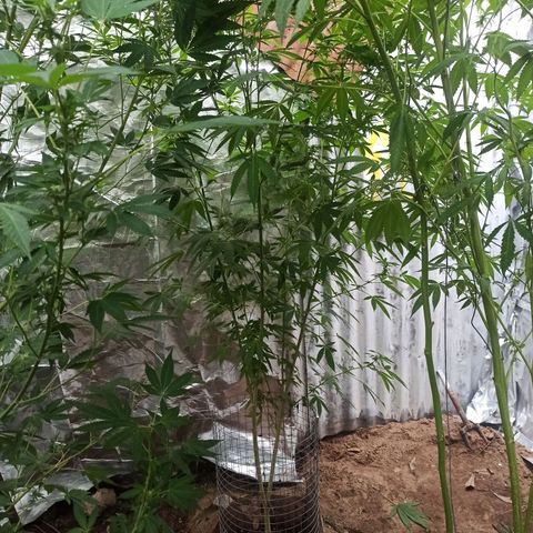 Northern growlog timeline photo