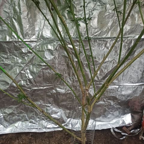 24 K growlog timeline photo