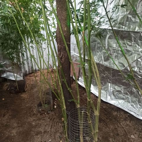 GMO #1 growlog timeline photo