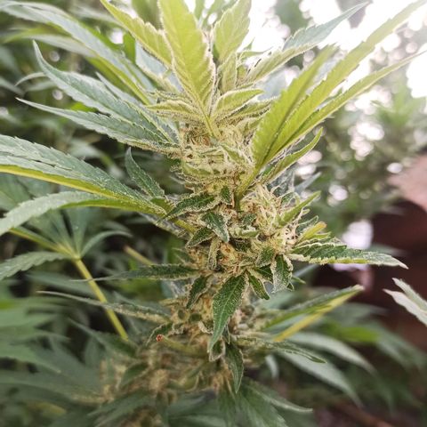 GMO #2 growlog timeline photo
