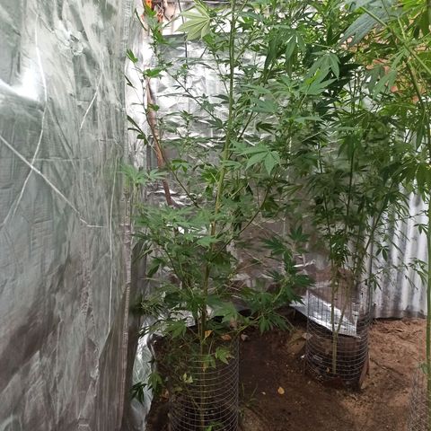 Gelato growlog timeline photo