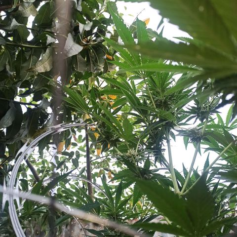Gelato growlog timeline photo