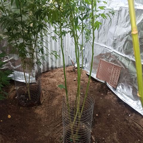 Larry growlog timeline photo