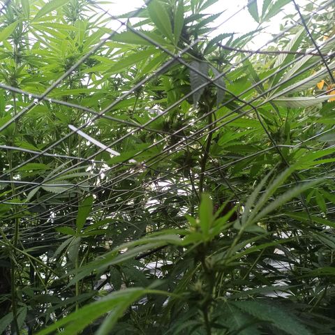 Larry growlog timeline photo