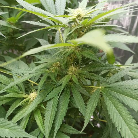 Northern growlog timeline photo