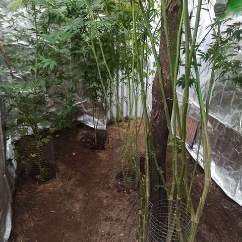 GMO #2 growlog timeline photo