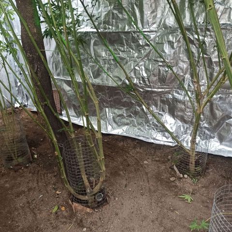 GMO #2 growlog timeline photo