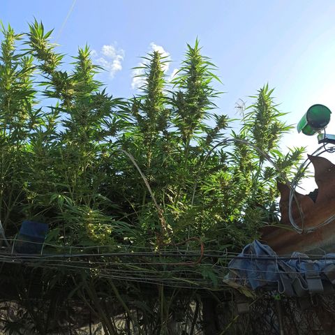 GMO #2 growlog timeline photo