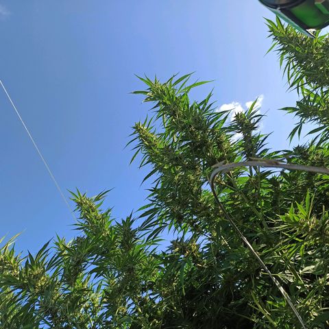 GMO #2 growlog timeline photo
