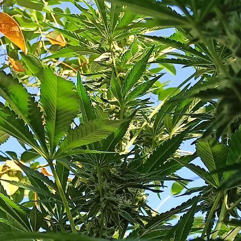 Gelato growlog timeline photo