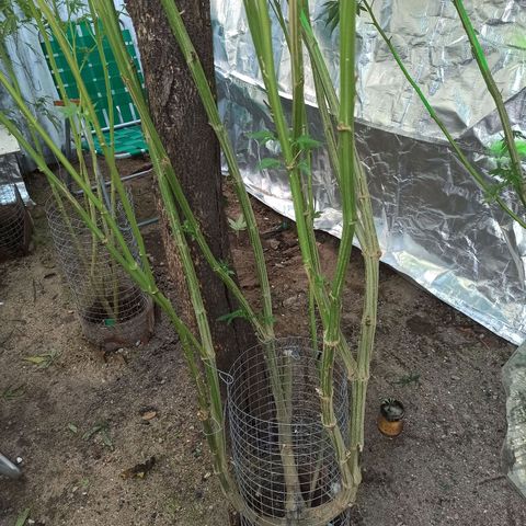 GMO #1 growlog timeline photo