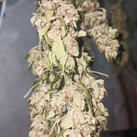 GMO #2 growlog timeline photo