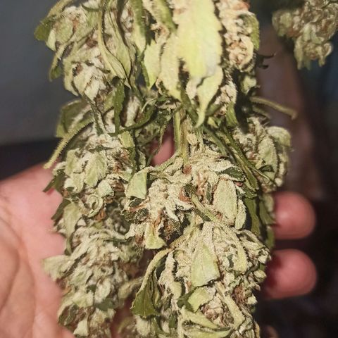 GMO #2 growlog timeline photo
