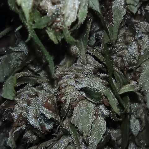 GMO #2 growlog timeline photo